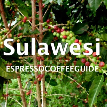 苏拉威西岛咖啡